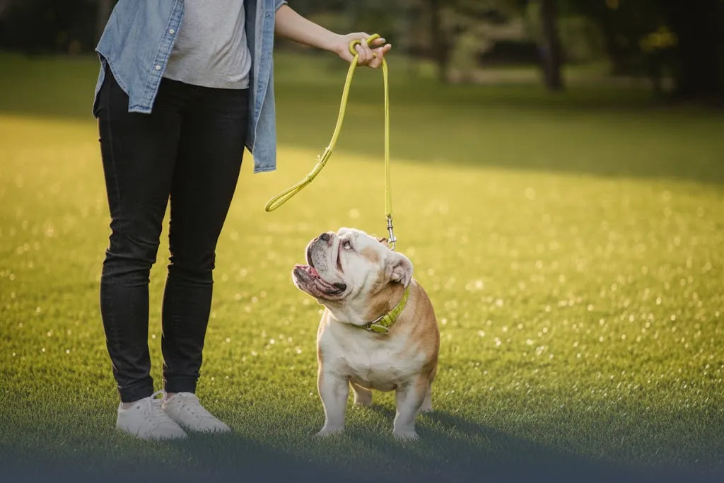 Pet-Friendly Paradise